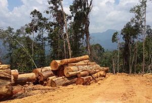 logging